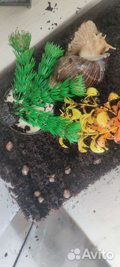 Улитки ахатины