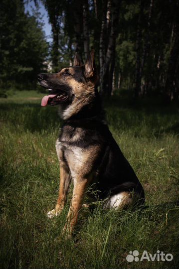 Овчарка мальчик в добрые руки