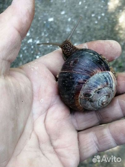 Улитка виноградная