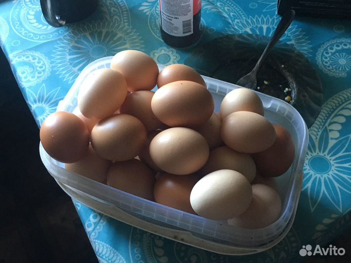 Домашние куриные яйца