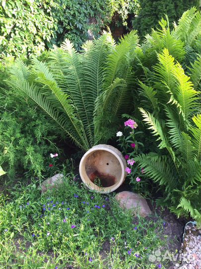 Папоротник садовый