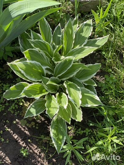 Хоста разных сортов