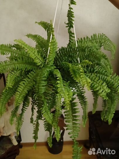 Папоротник (нефролепис)