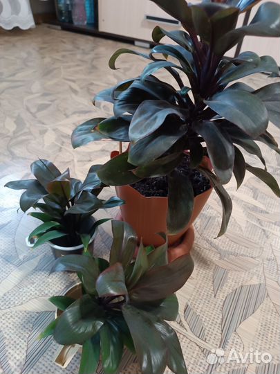 Кордилина/ Комнатные растения