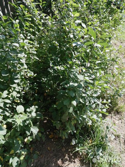 Саженцы малины, сливы, вишни