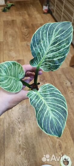 Комнатные цветы