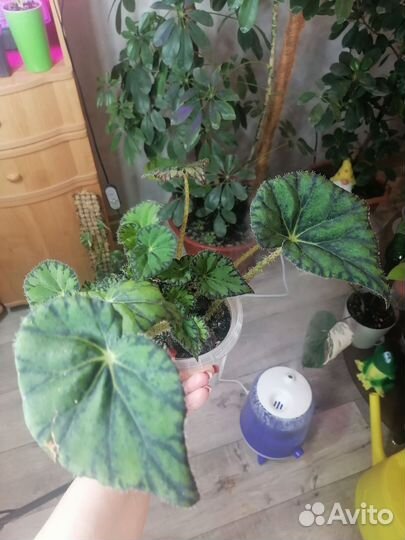 Бегония тигровая (Бегония Бауэра)