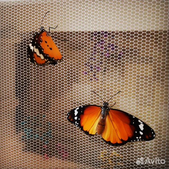 Живые ручные бабочки. Салют из бабочек