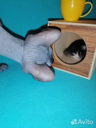 Крыса Дамбо Мальчик.Доставка.Крысята