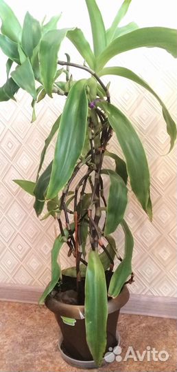 Растение золотой ус