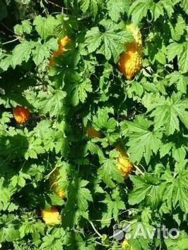 Рассада момордики (