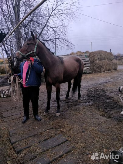 Лошадь