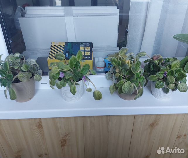 Фиалка сенполии