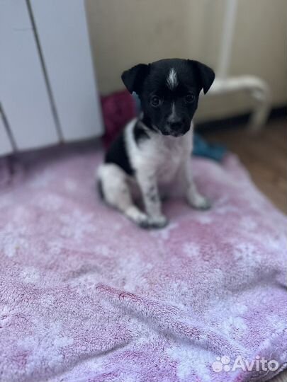 Щенок девочка,в добрые руки