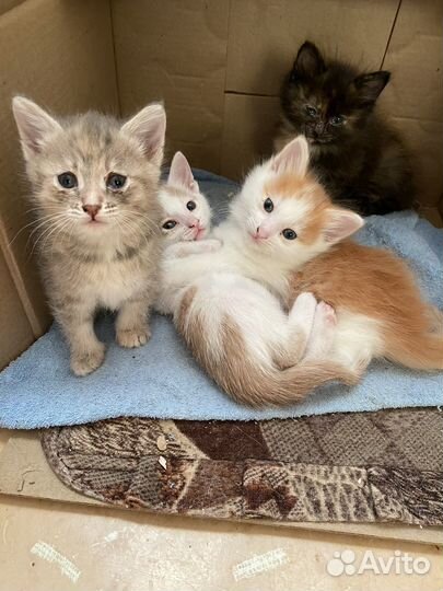 Отдам бесплатно