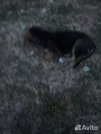 Шенок в добрые руки