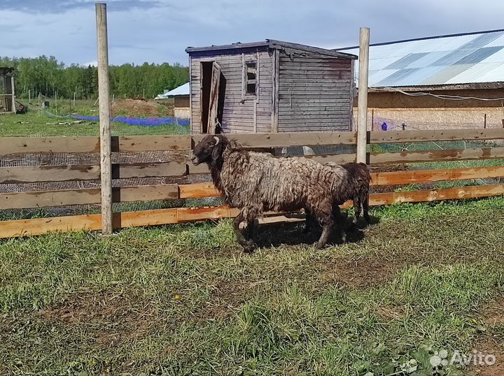 Баран и овцы