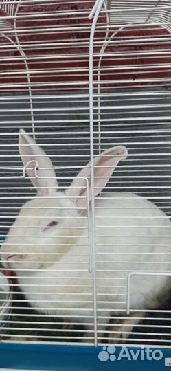 Кролик великан