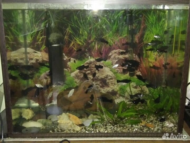 Аквариум и рыбки