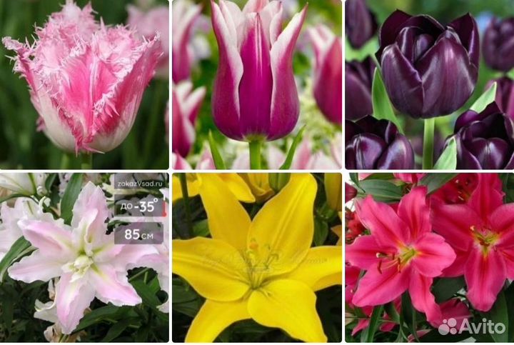 Лилии и тюльпаны для Вас