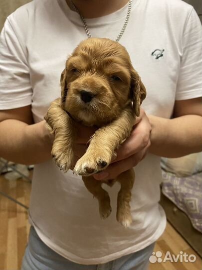 Кокер спаниель