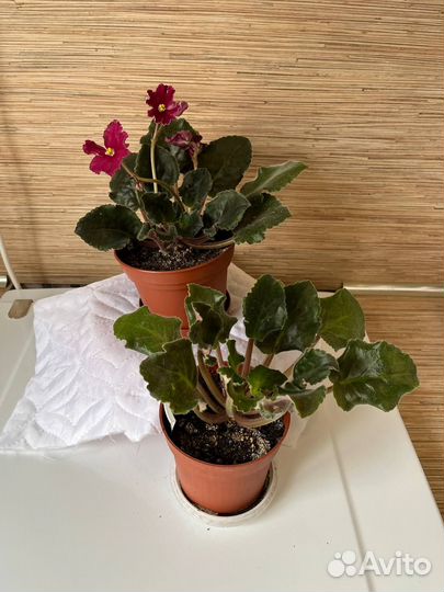 Комнатные цветы бесплатно