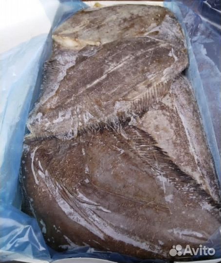 Палтус свежемороженый