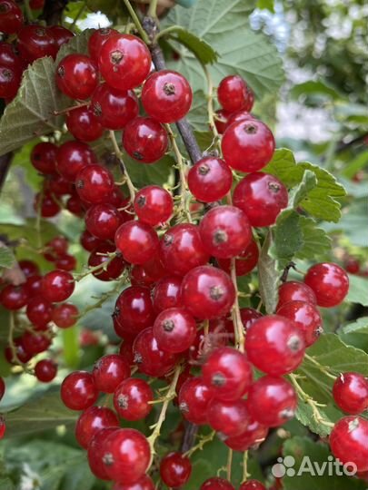 Саженцы плодовых деревьев