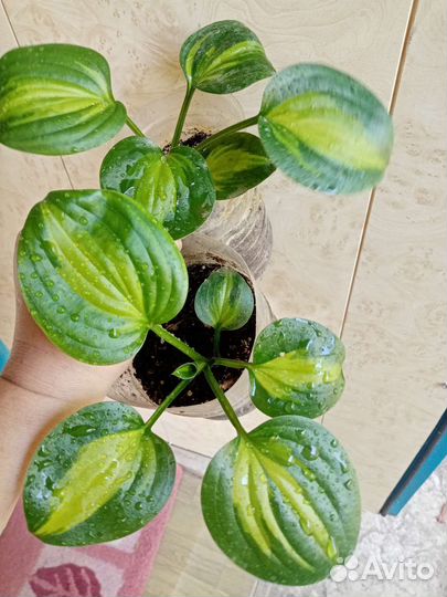 Хосты сортовые, 6 сортов, в горшках. зкс