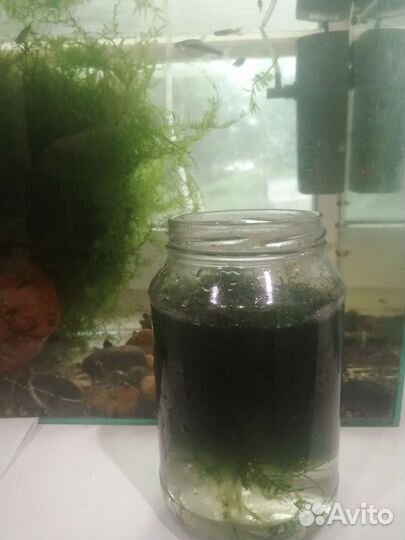 Яванский мох для аквариума