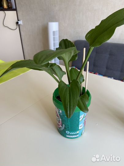 Дримиопсис