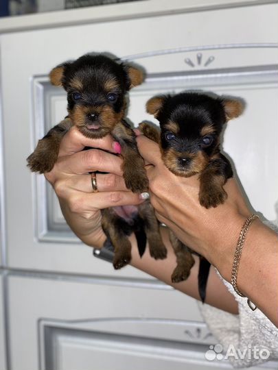 Йоркширский терьер