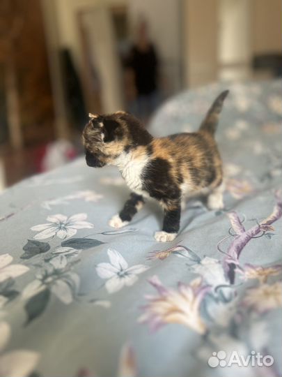 Котенок девочка трехцветная