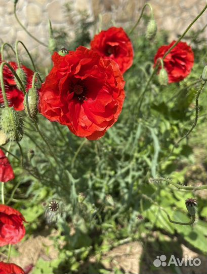 Многолетние садовые цветы