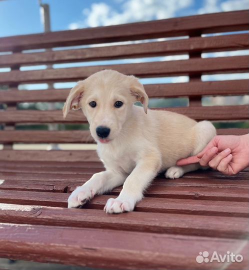 Ласковый щенок