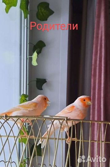 Кенар самец