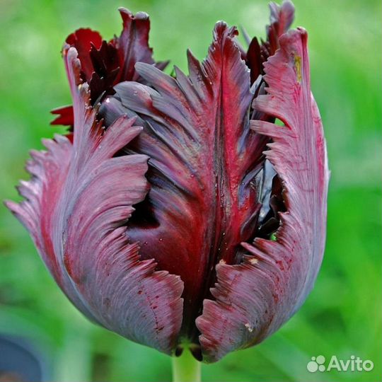 Тюльпаны детки и луковицы Голландия