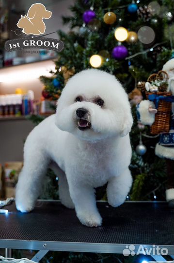 Груминг Бишона