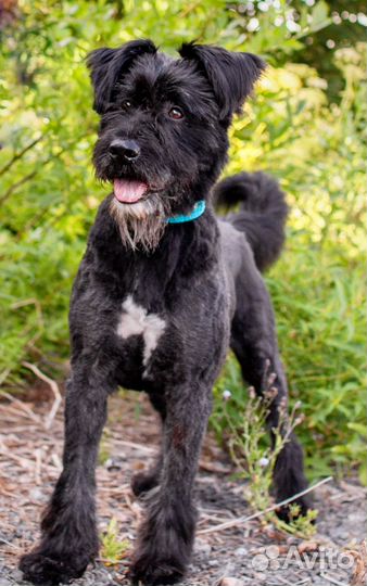 Альф собака в дар метис русского чёрного терьера