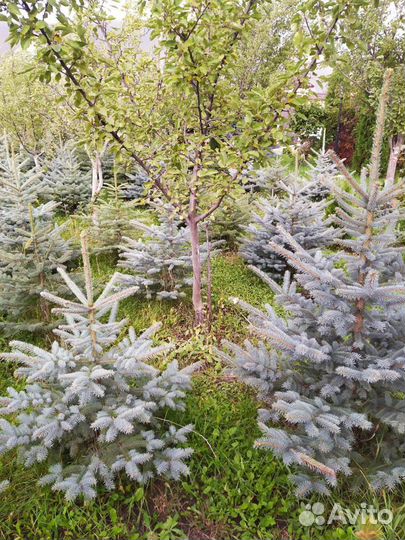 Голубая ель