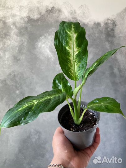 Диффенбахия Камилла