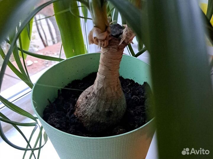 Бутылочное дерево нолина) Любимая)