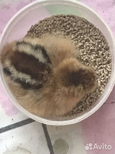 Цыплята Брама