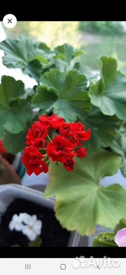 Герань пеларгония розебудная