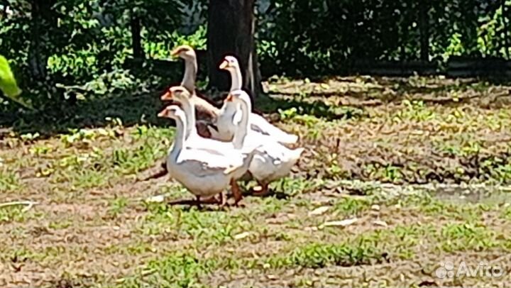 Гуси и цесарки