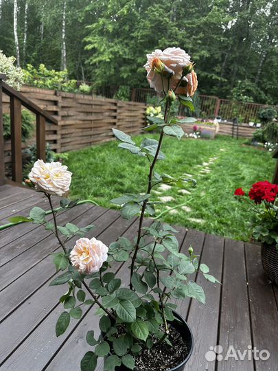 Роза Стефани Баронин Цу гутенберг