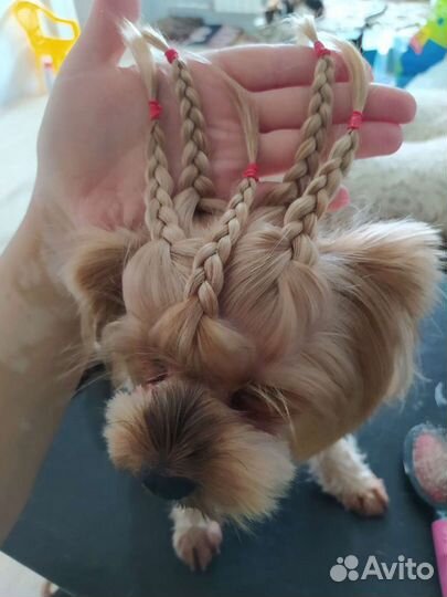 Стрижка кошек, собак. Любой сложности