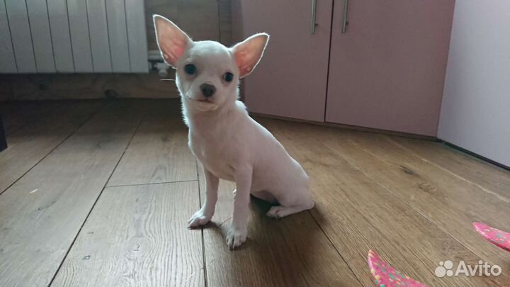 Девочка чихуахуа гладкошерстная