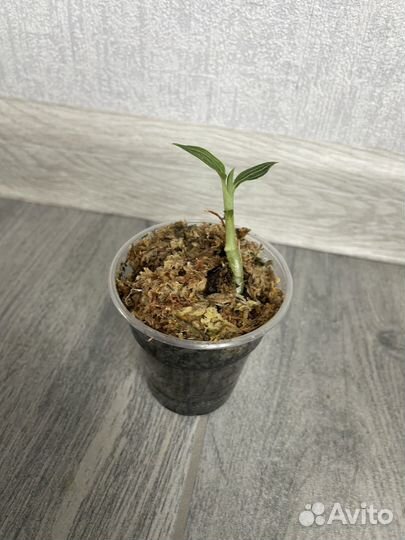 Орхидея Лудизия