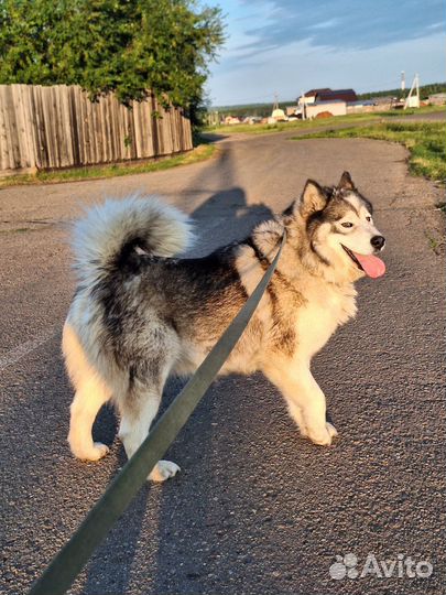 Малмуты,продажа